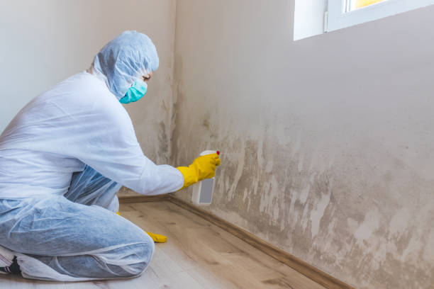 Licensed Basement Mold Removal service in Monrovia, MD - WQB Mold Removal