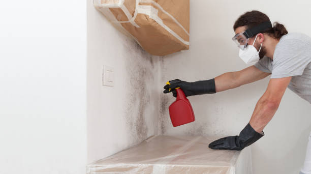 Professional Basement Mold Removal technician working in Monrovia, MD