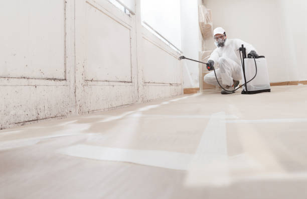 24/7 Emergency Basement Mold Removal experts in Monrovia, MD