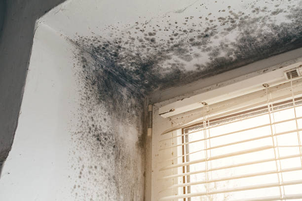 Affordable Basement Mold Removal solutions in Monrovia, MD