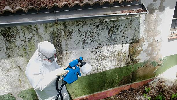 Top rated local Basement Mold Removal specialists in Monrovia, MD